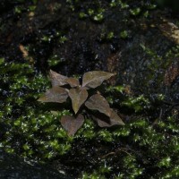 Cheirostylis flabellata (A.Rich.) Wight